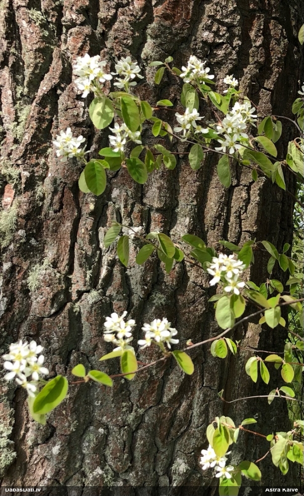 ирга колосистая