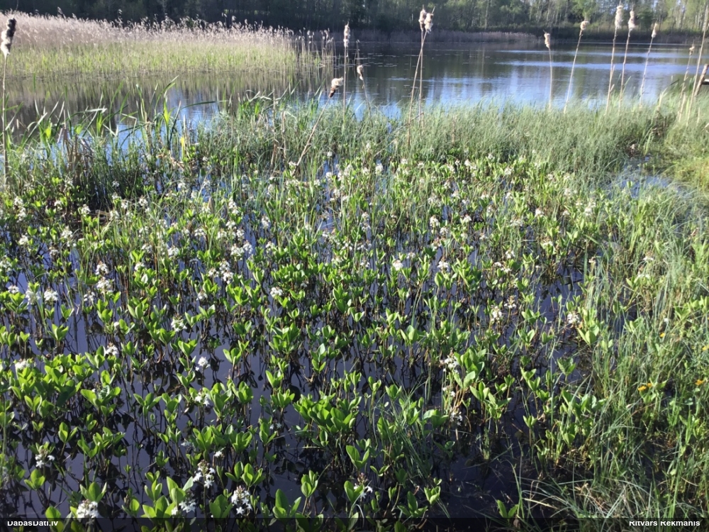 вахта трехлистная