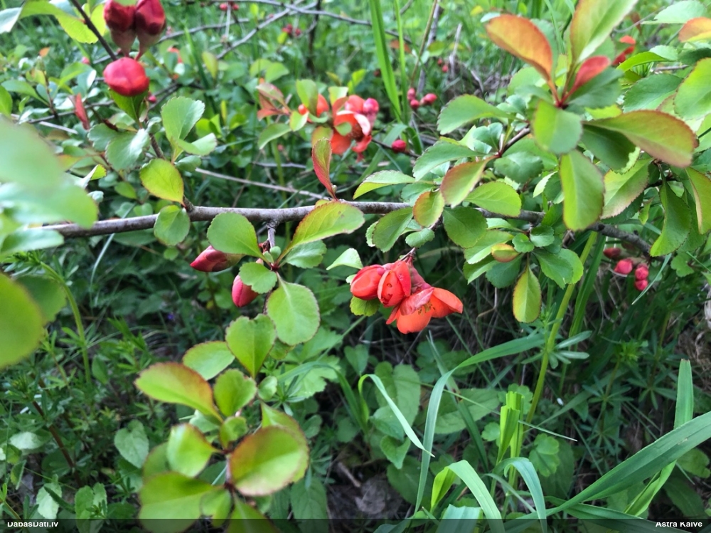 Japānas krūmcidonija