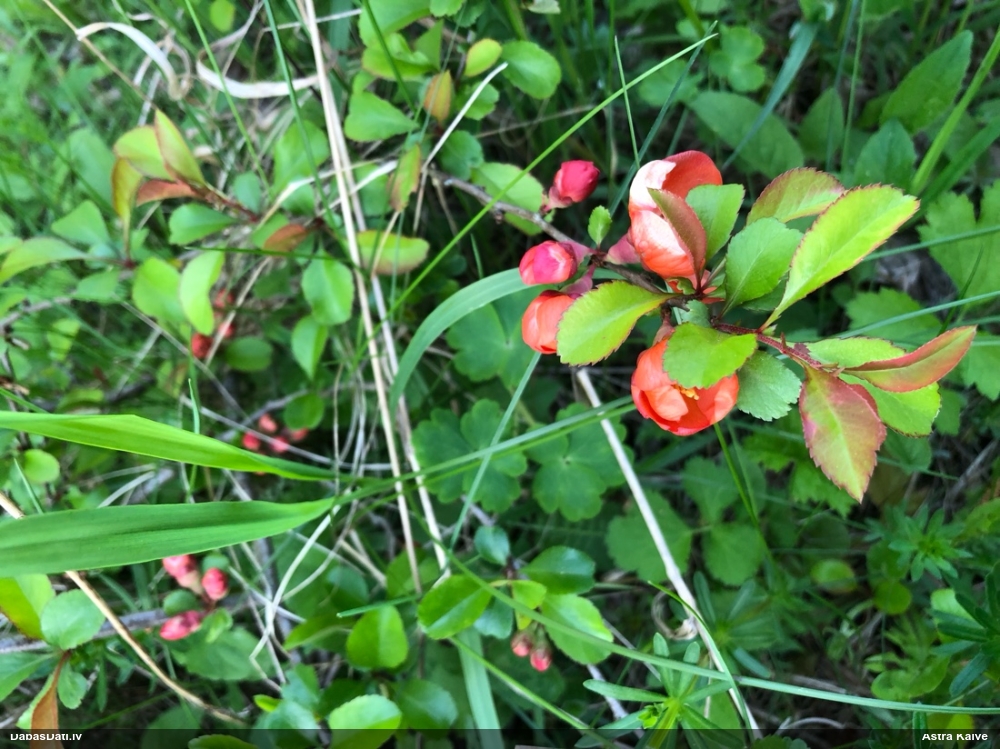 Japānas krūmcidonija