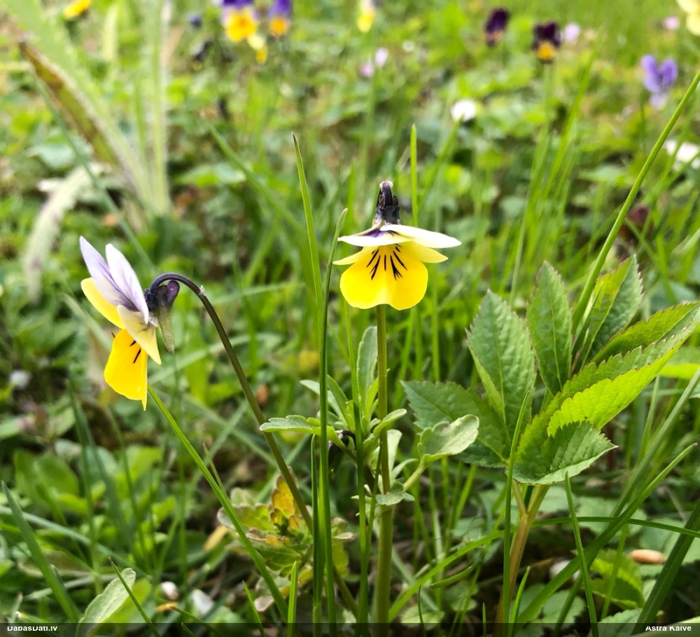 фиалка трехцветная