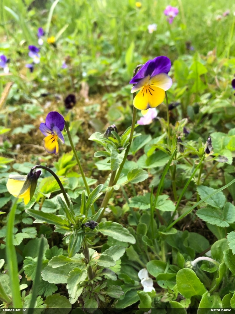 фиалка трехцветная