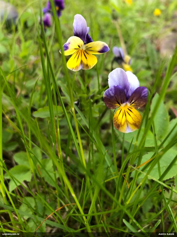 фиалка трехцветная