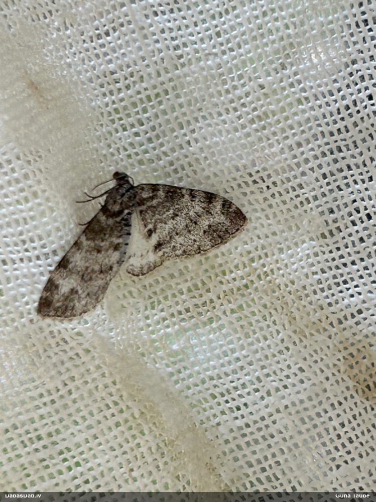 Kārklu daivsprīžmetis