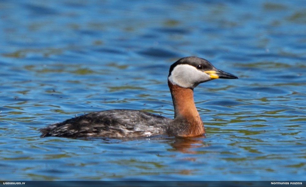 серощекая поганка