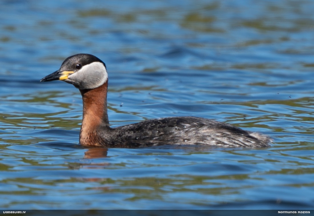 серощекая поганка