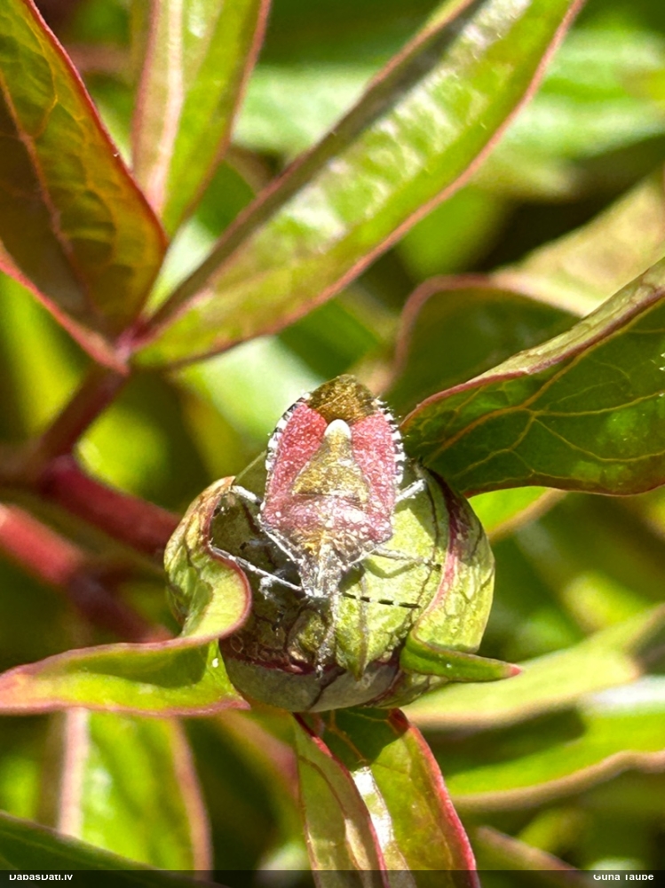 Ogu krūmu vairogblakts