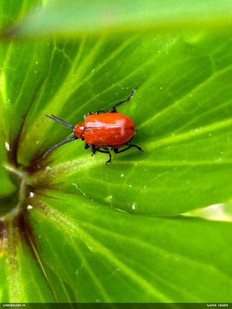 Melnkāju lilijgrauzis