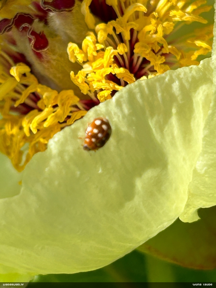 Četrpadsmitplankumu mārīte