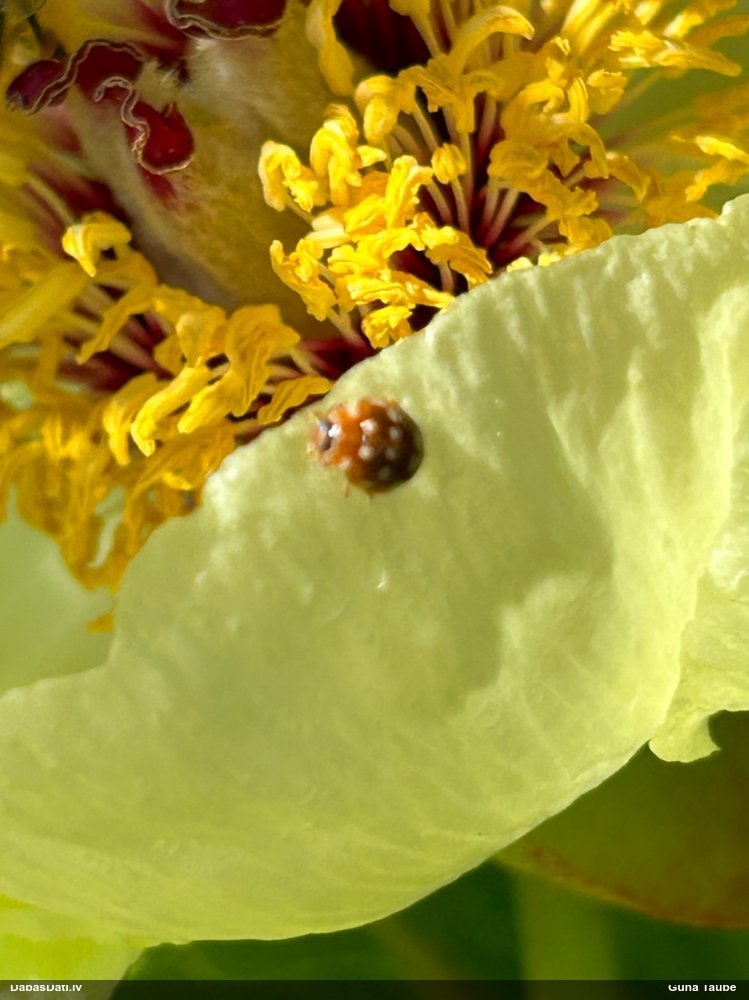 Četrpadsmitplankumu mārīte