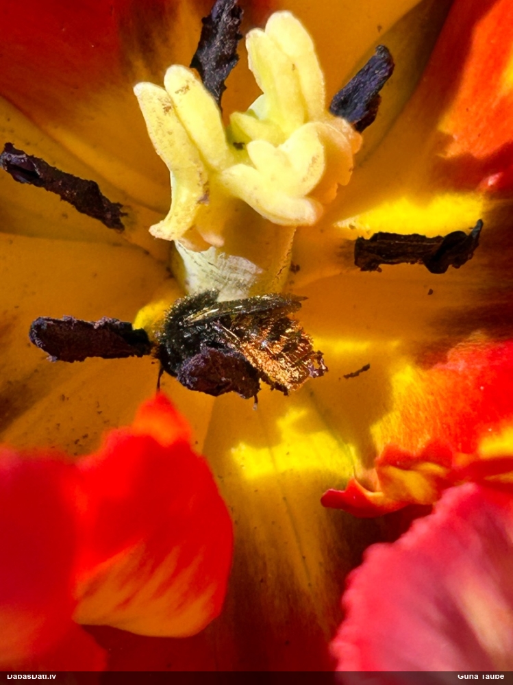 Griezējbite Osmia bicolor