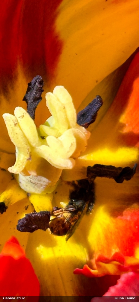 Griezējbite Osmia bicolor