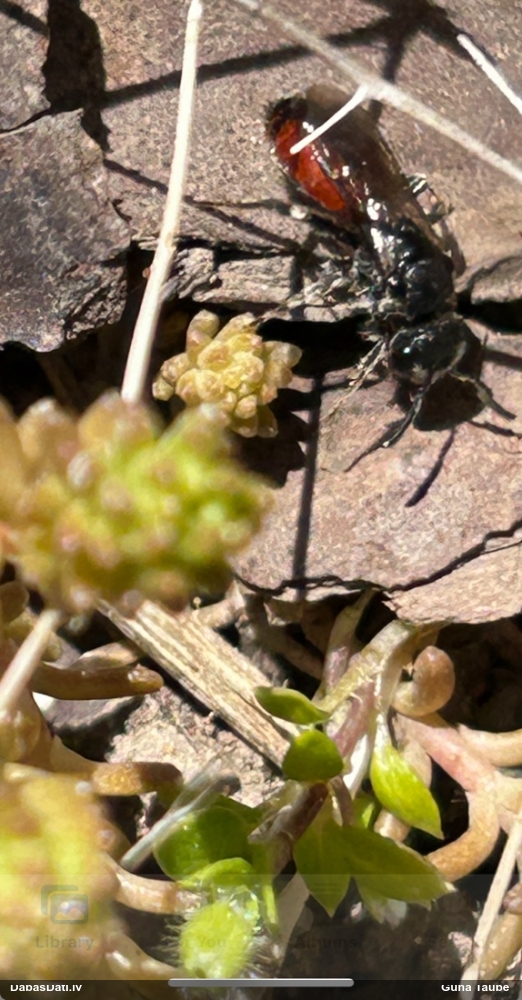 Plēvspārnis (nenoteikts)