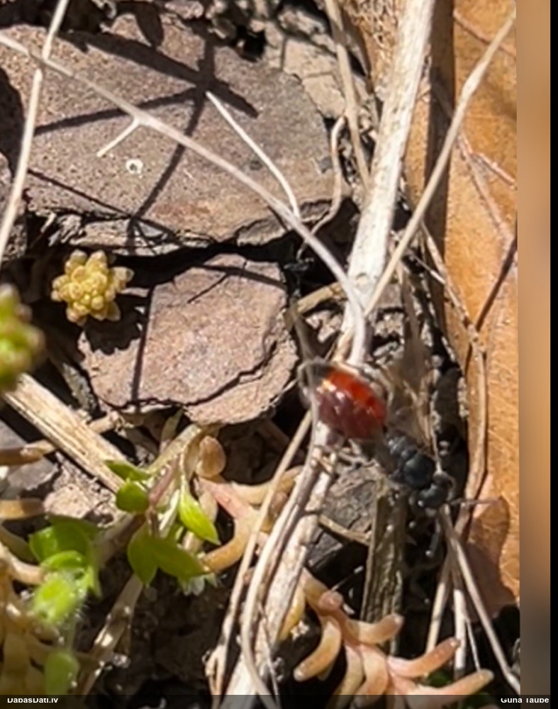 Plēvspārnis (nenoteikts)