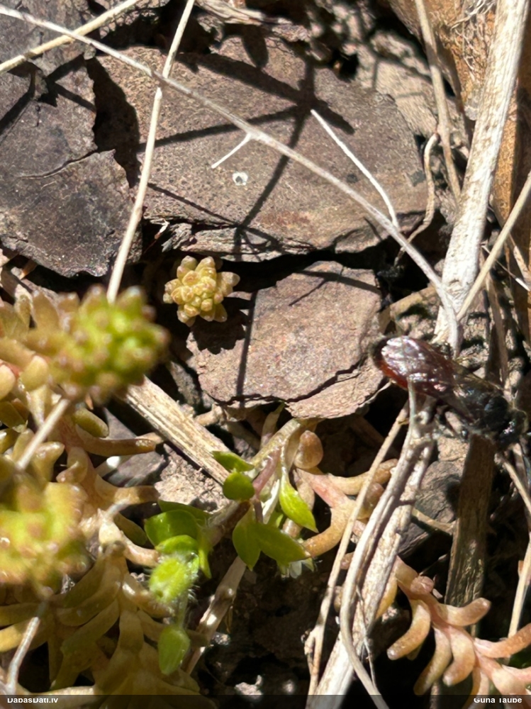 Plēvspārnis (nenoteikts)