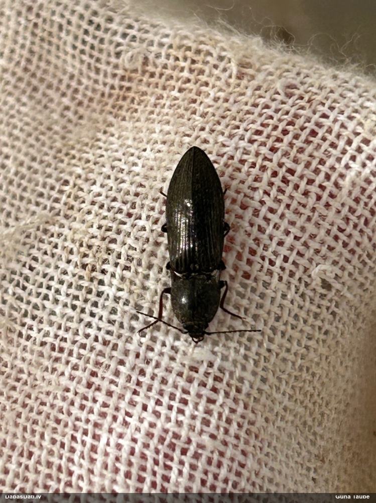 Sprakšķis Paraphotistus impressus