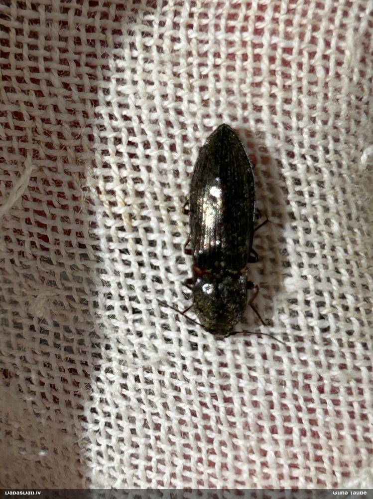 Sprakšķis Paraphotistus impressus