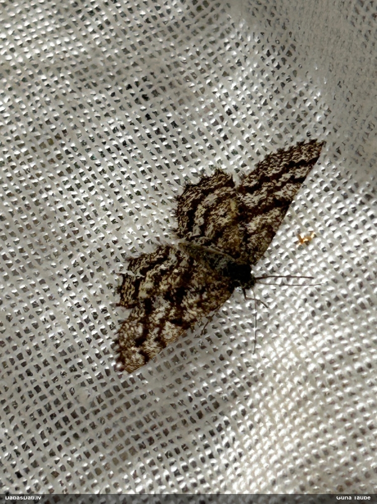 Brūnais viršu sprīžmetis