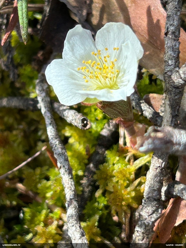 морошка приземистая