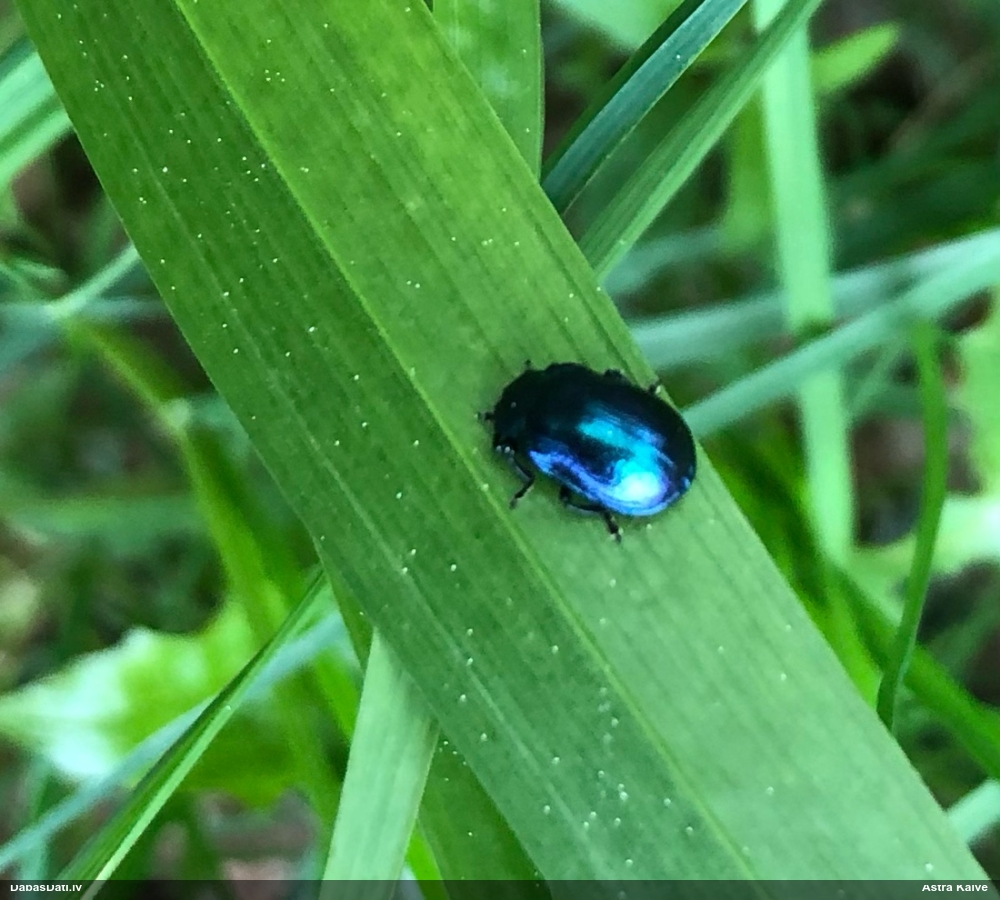 Lapgrauzis Linaeidea aenea