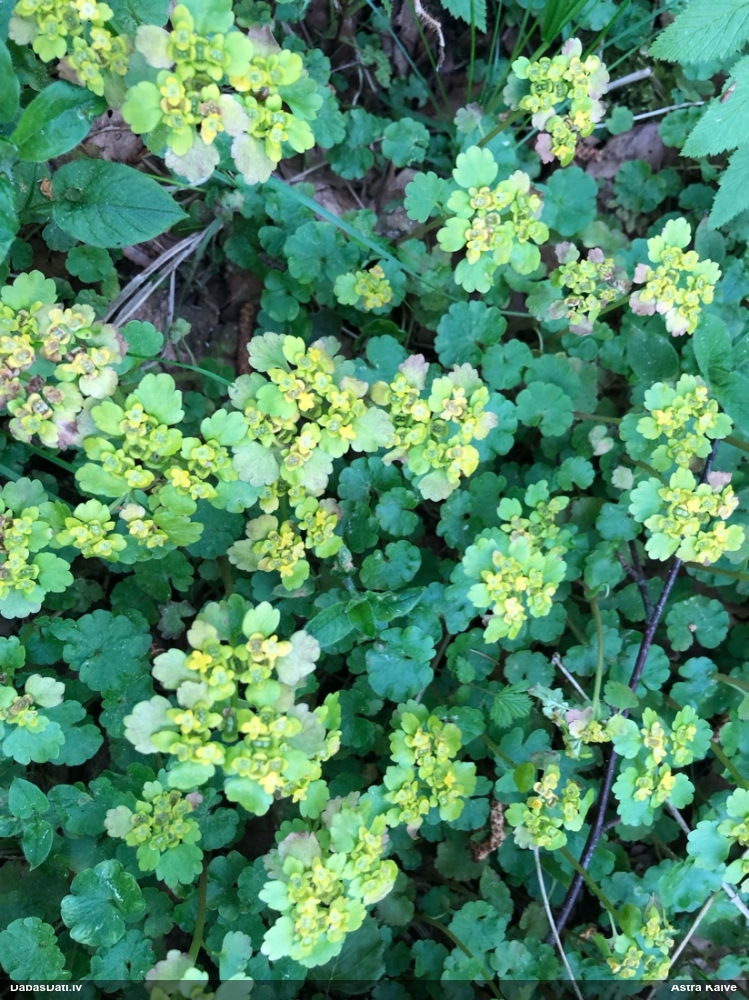 селезеночник обыкновенный