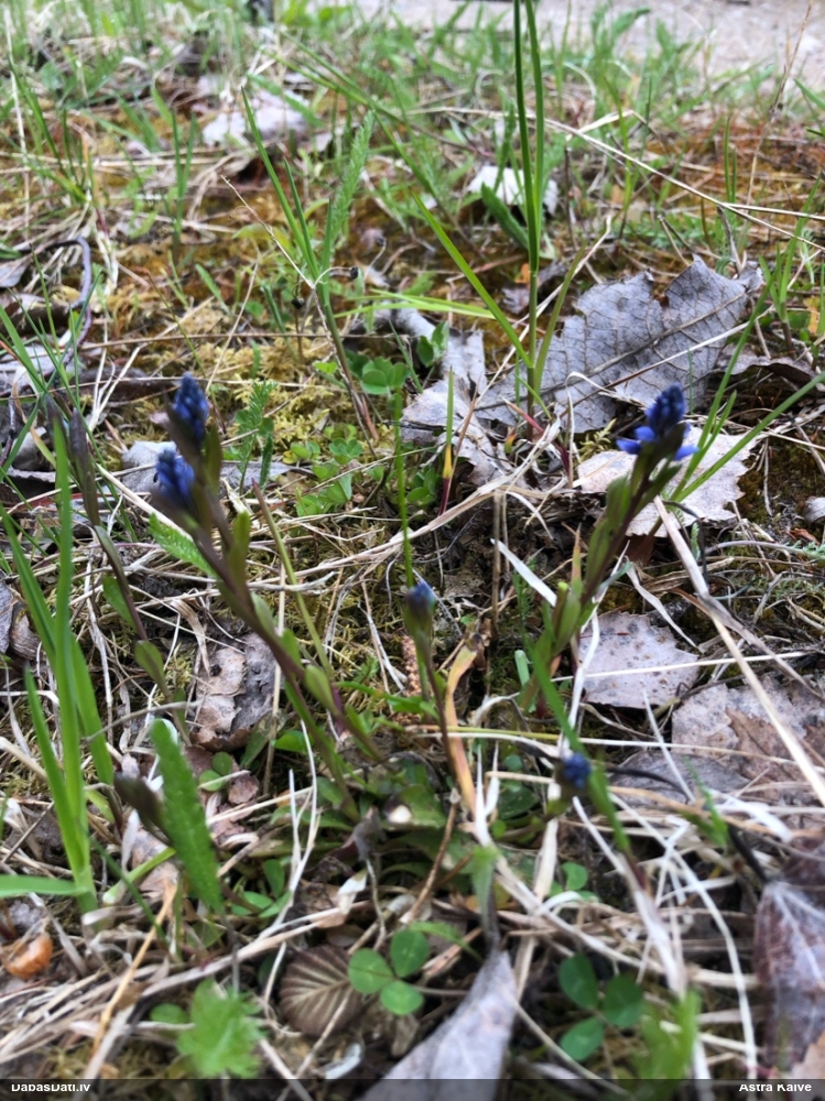 истод горьковатый