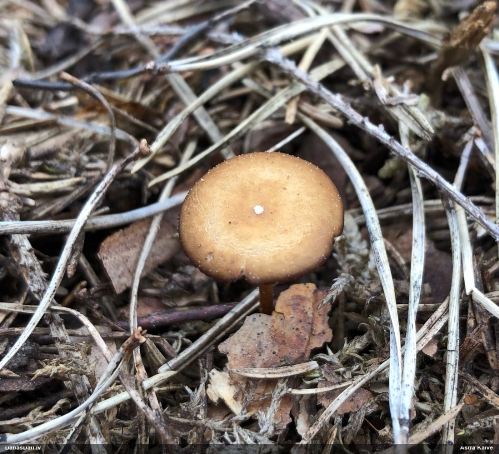 Priežu čiekursēne