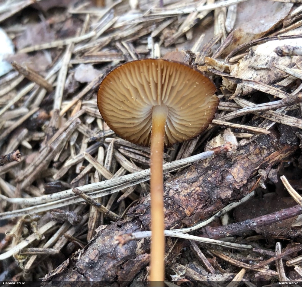 Priežu čiekursēne