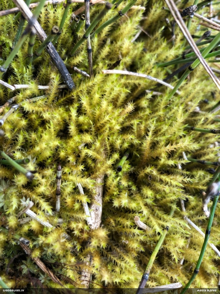 Starainā atskabardze