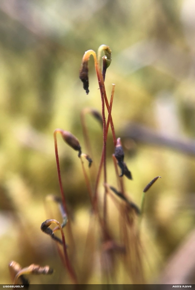 Starainā atskabardze