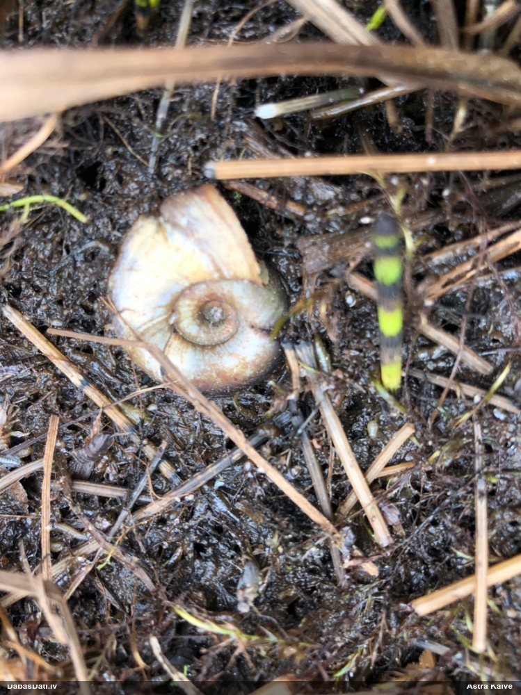 катушка роговидная