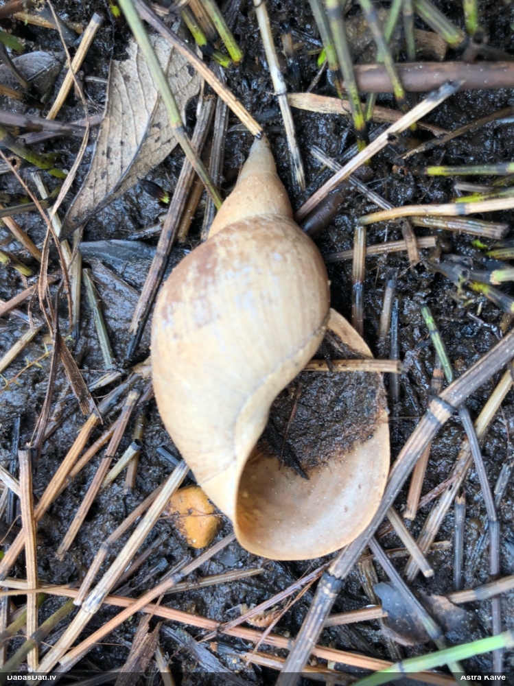 Lielais dīķgliemezis