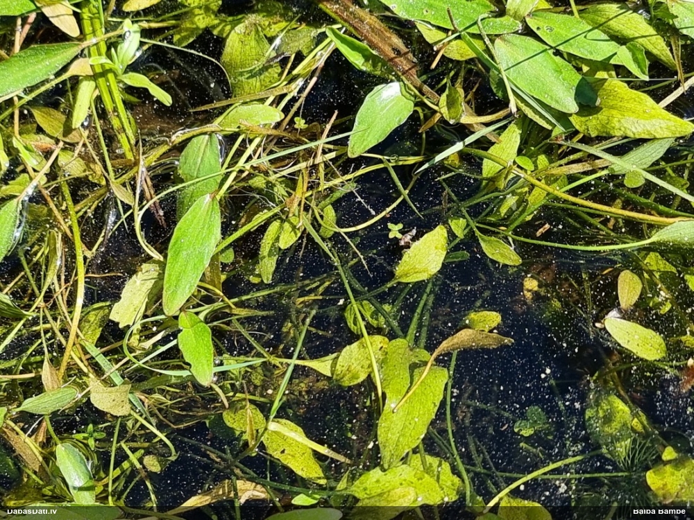 лютик жгучий