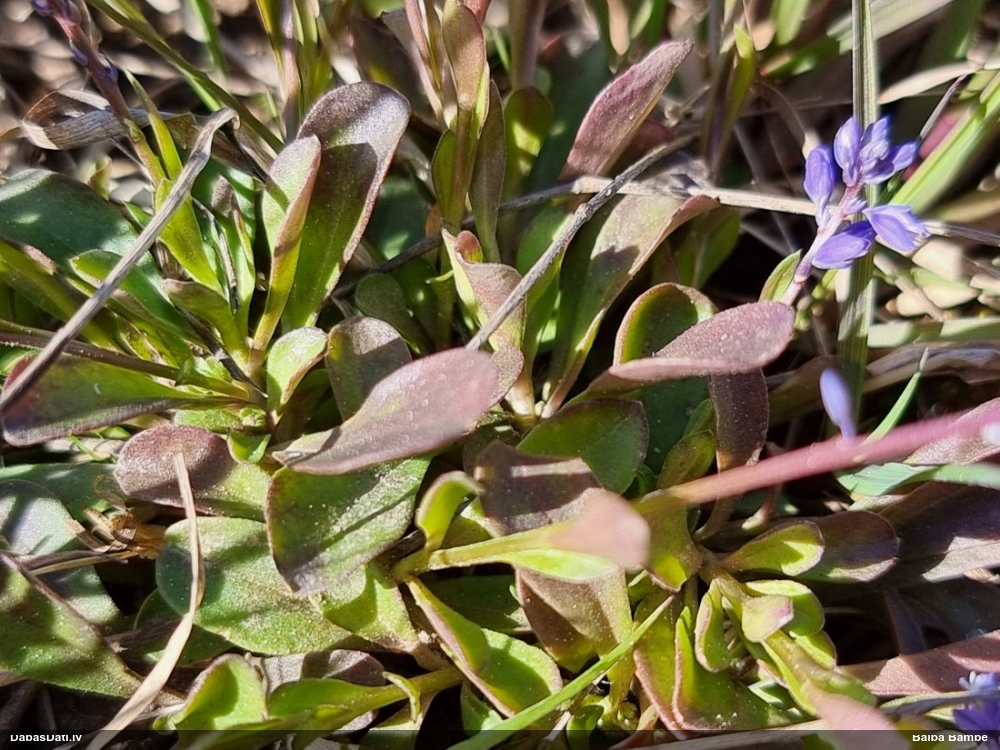 истод горьковатый