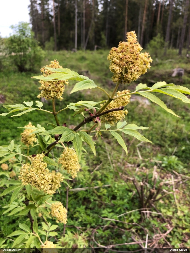 бузина красная