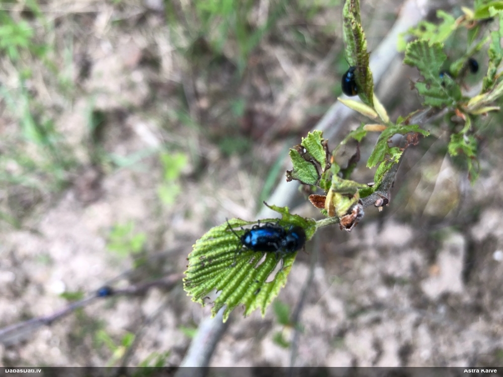 Alkšņu zilais lapgrauzis