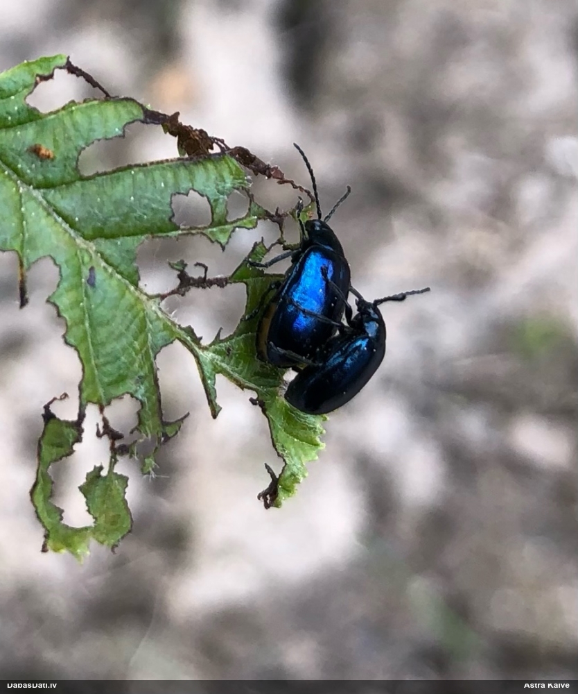 Alkšņu zilais lapgrauzis
