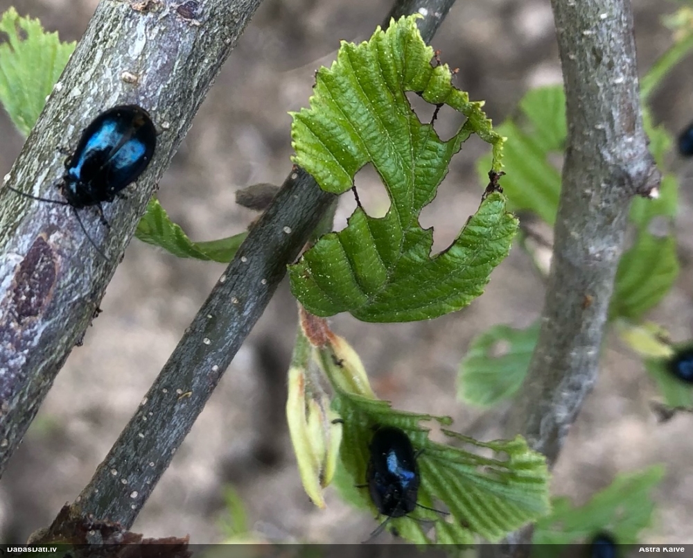 Alkšņu zilais lapgrauzis