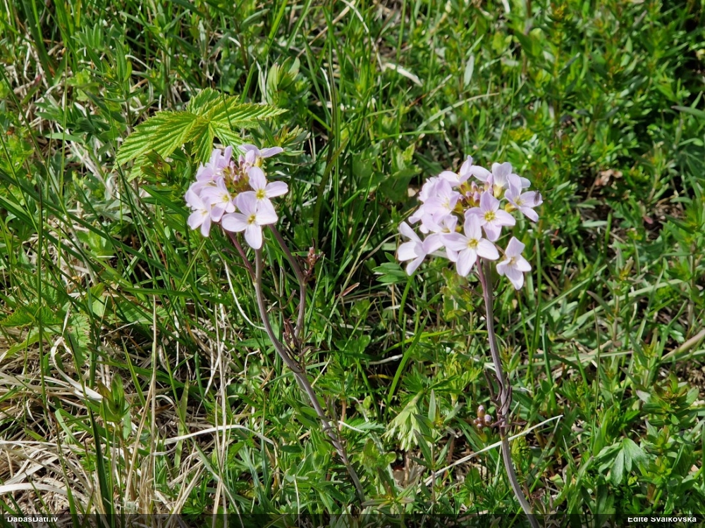 сердечник луговой