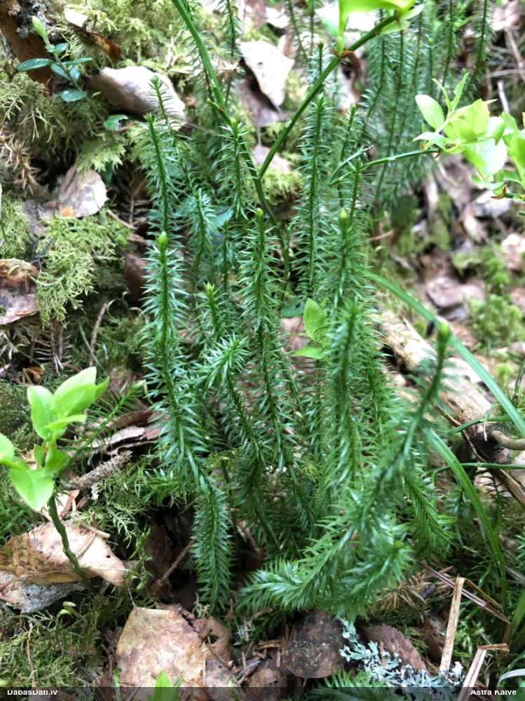 плаун годичный