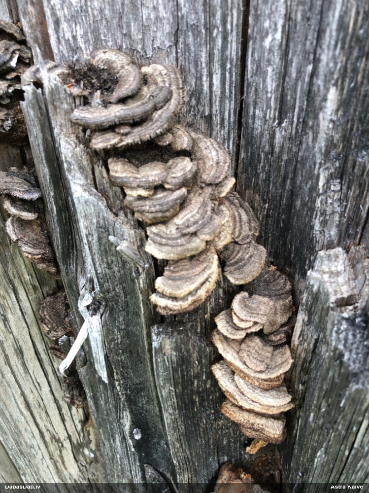 Parastā sētaspiepe