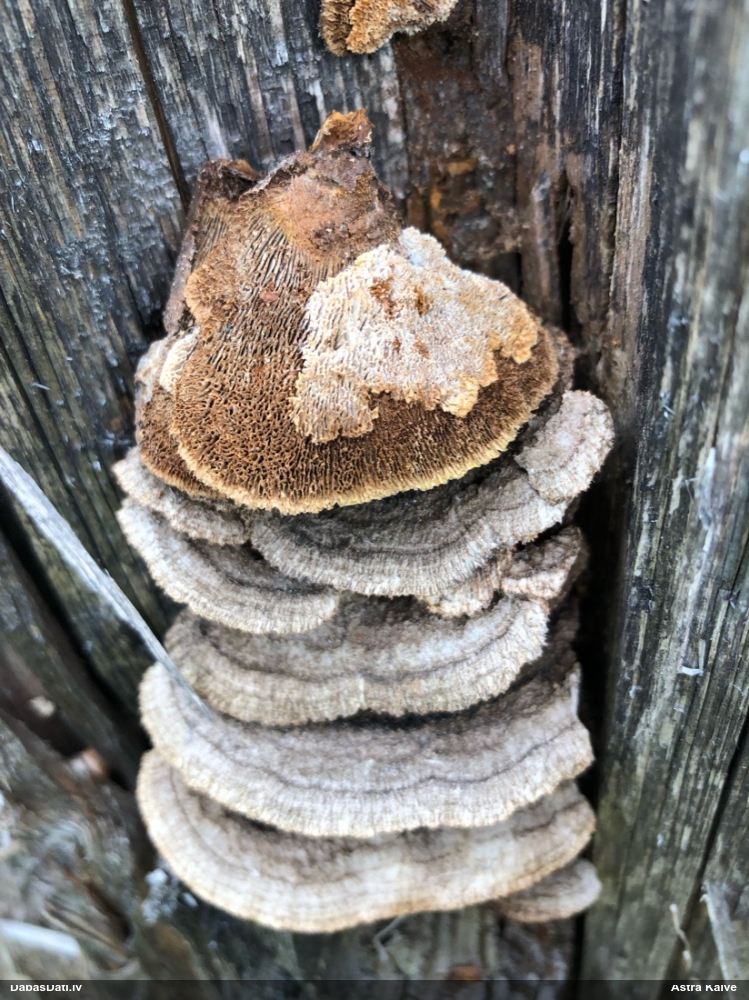 Parastā sētaspiepe