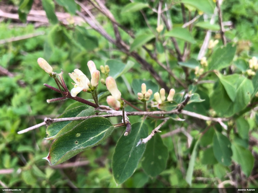 Meža (parastais) sausserdis