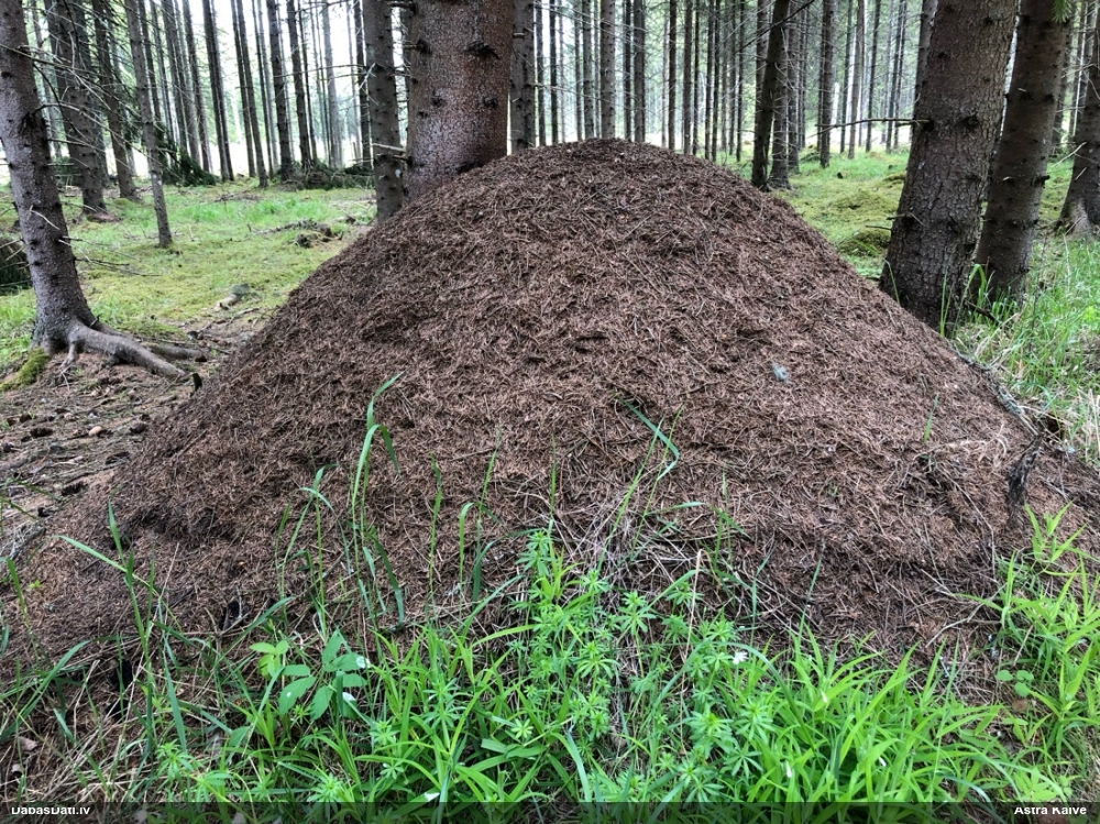 Rūsganā meža skudra