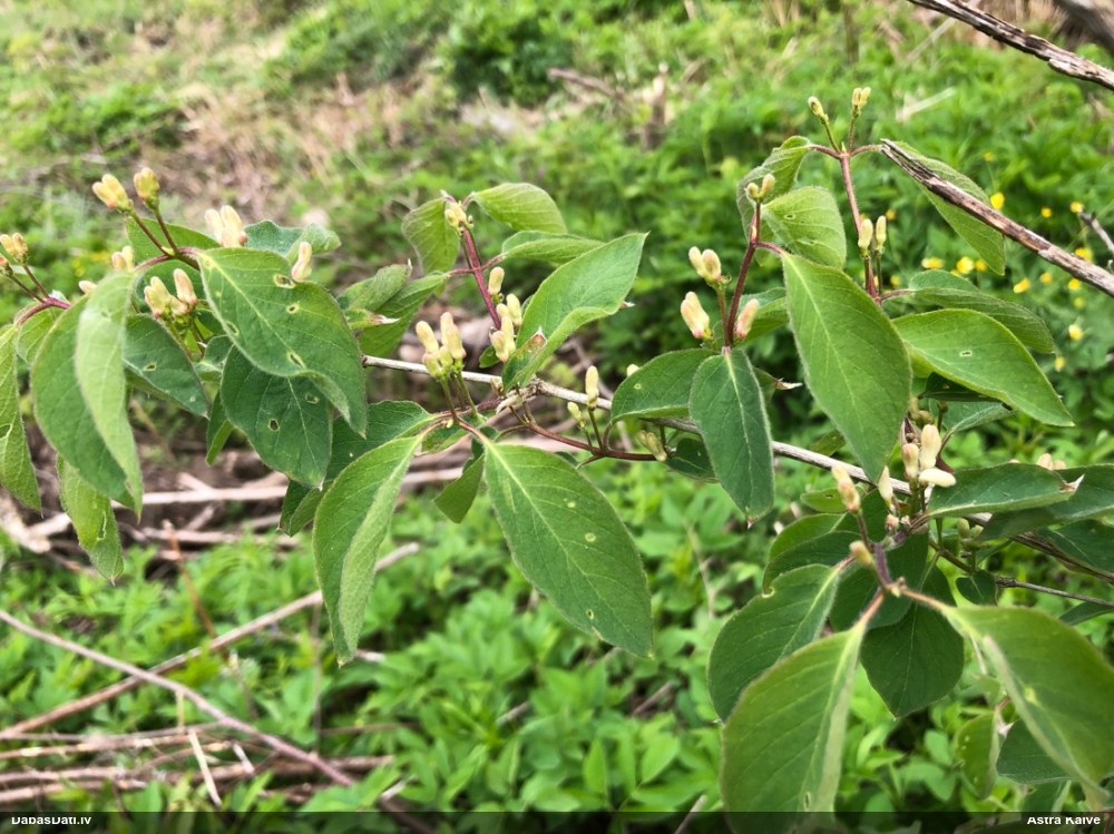 Meža (parastais) sausserdis