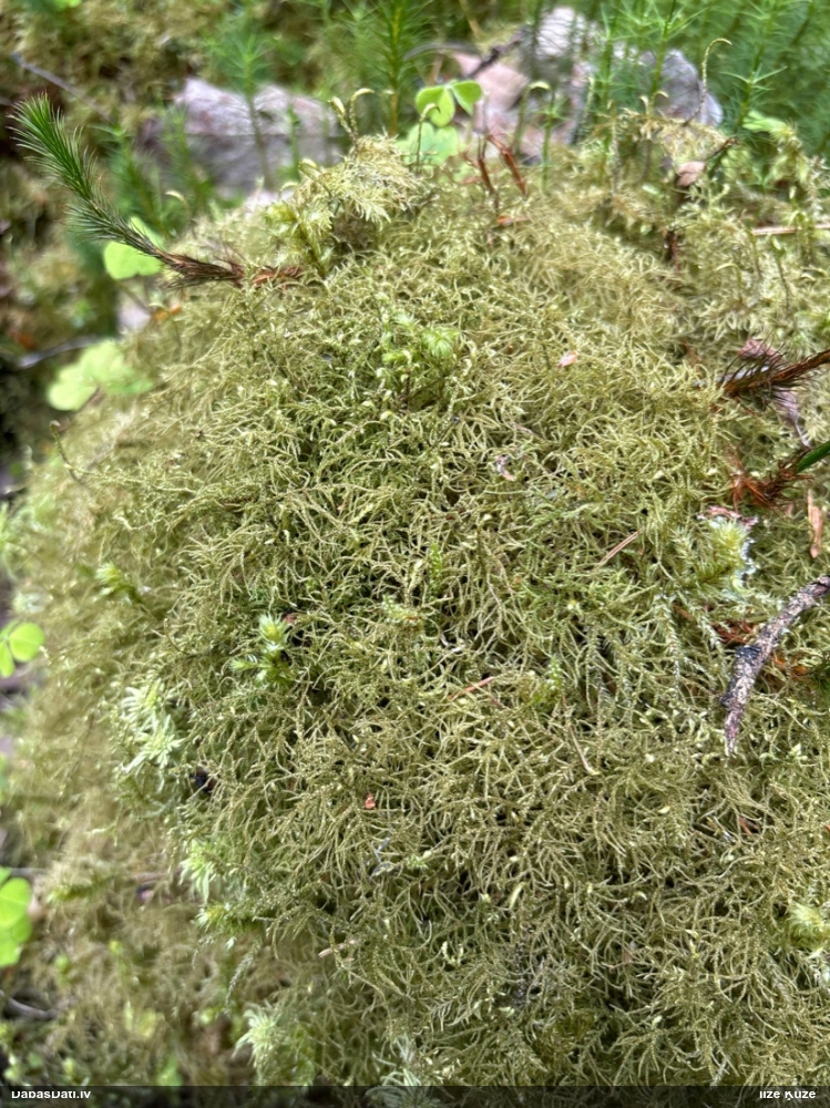 Ēnāja smalkstāvaine