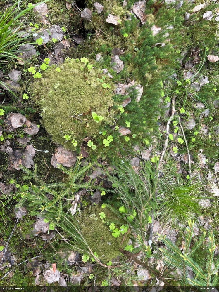 Ēnāja smalkstāvaine