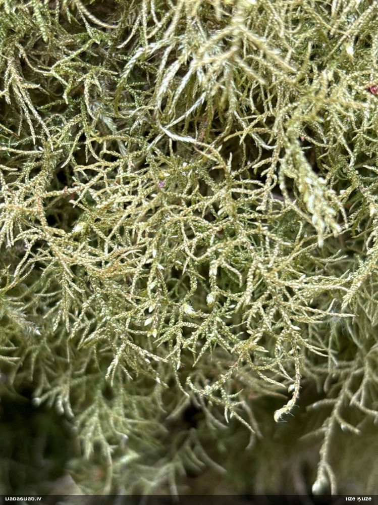 Ēnāja smalkstāvaine