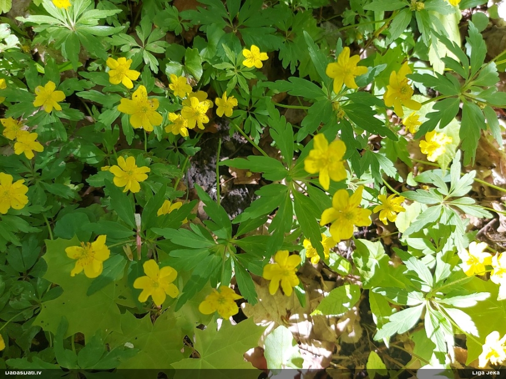 ветреница лютиковая