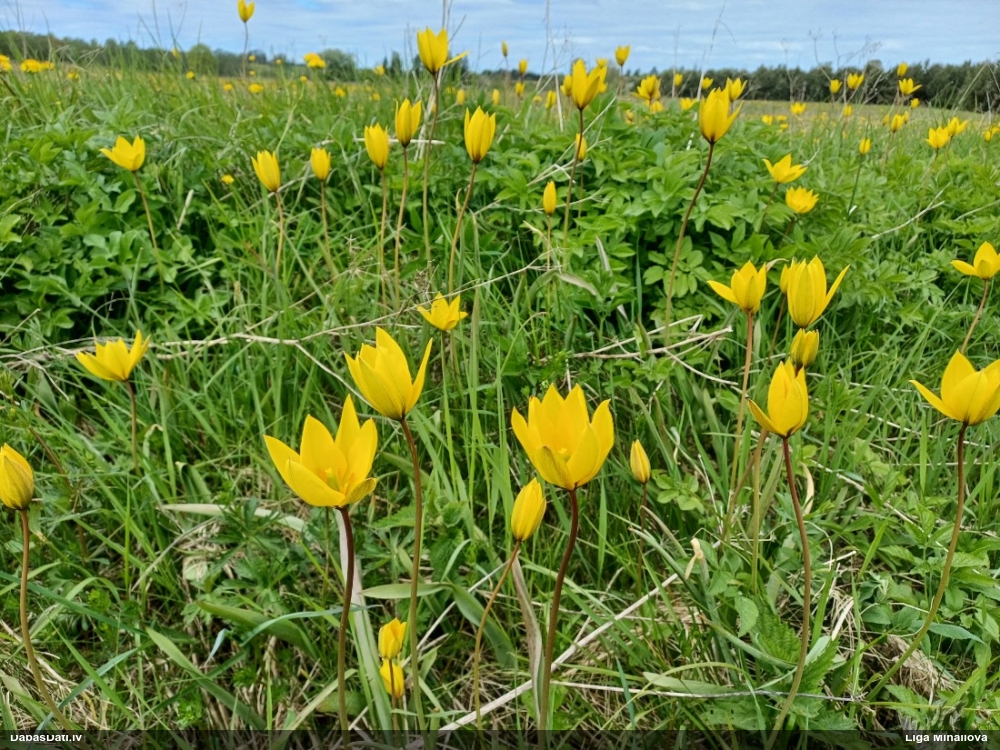 тюльпан лесной